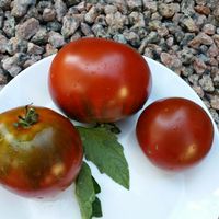 Grusha Chornaja - Black Pear